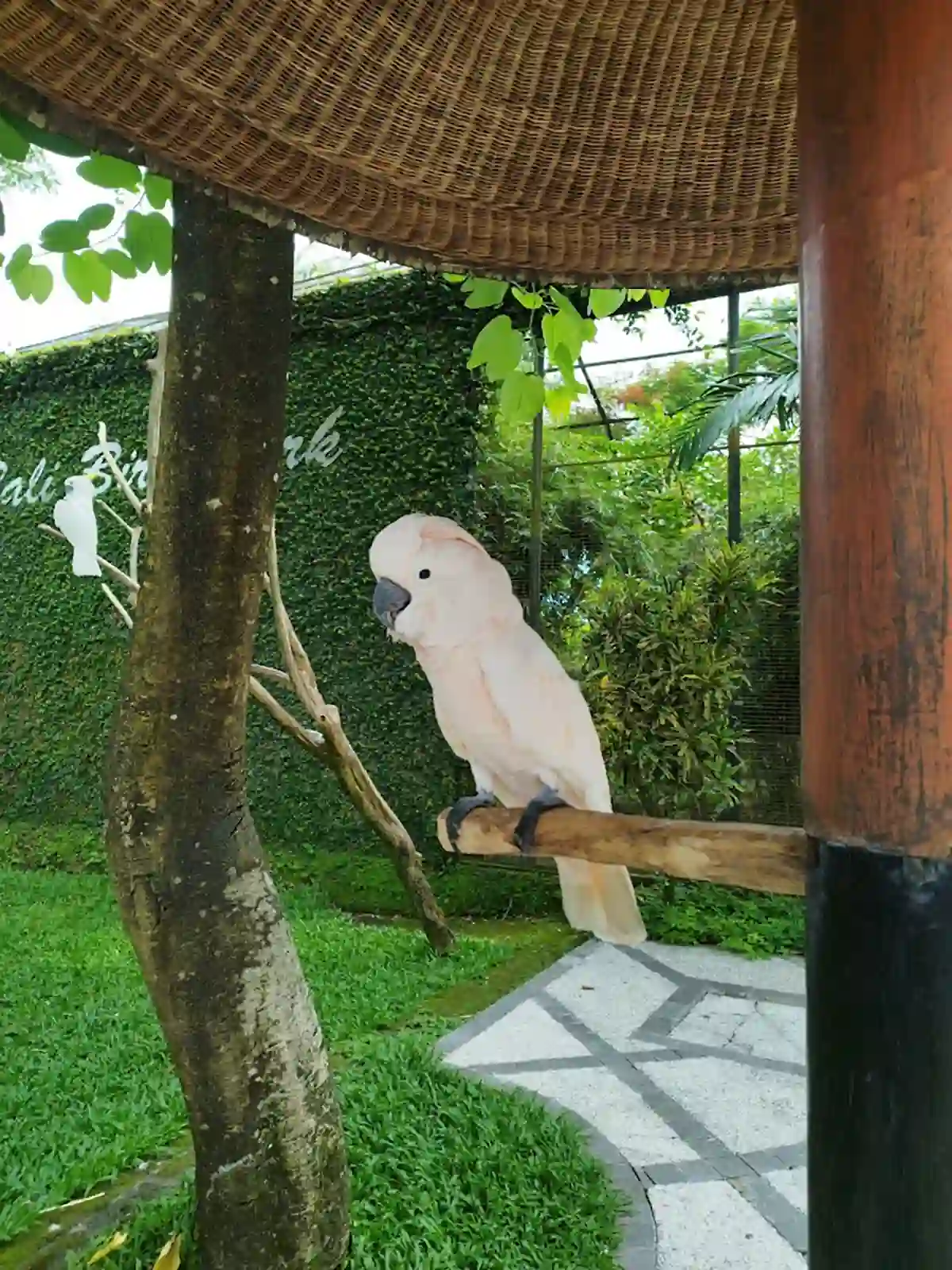 Bali Bird Park
