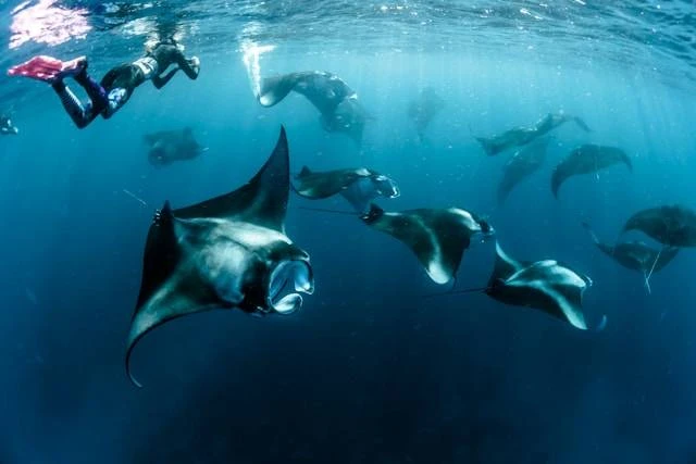 Manta Point, Nusa Penida Snorkeling
