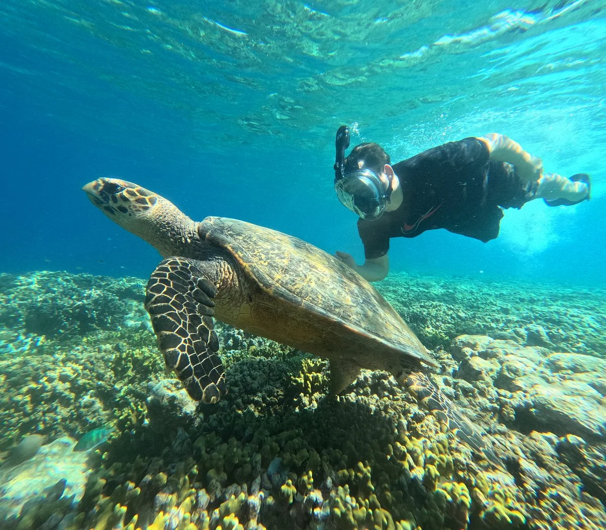 Menjangan Island Snorkeling
