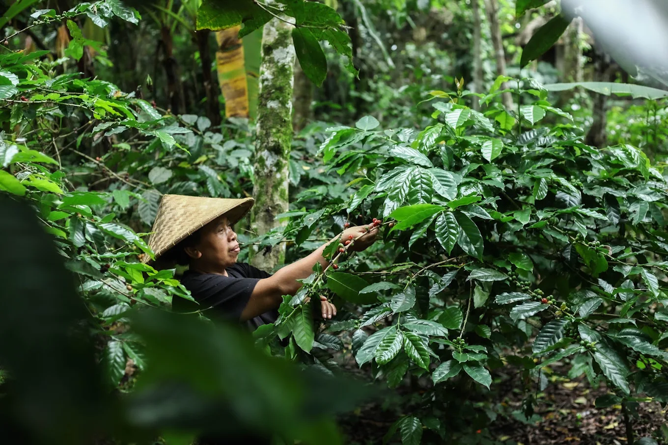 Bali Pulina Agro Tourism