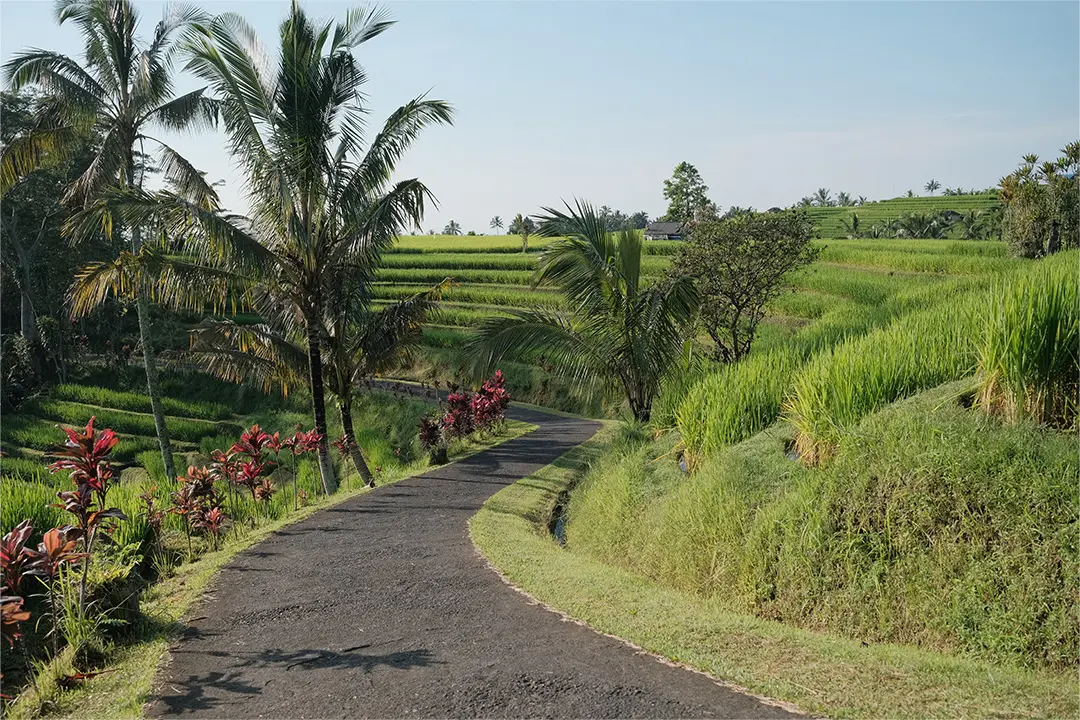 Canggu, Tanah Lot, dan Jatiluwih Road Trip