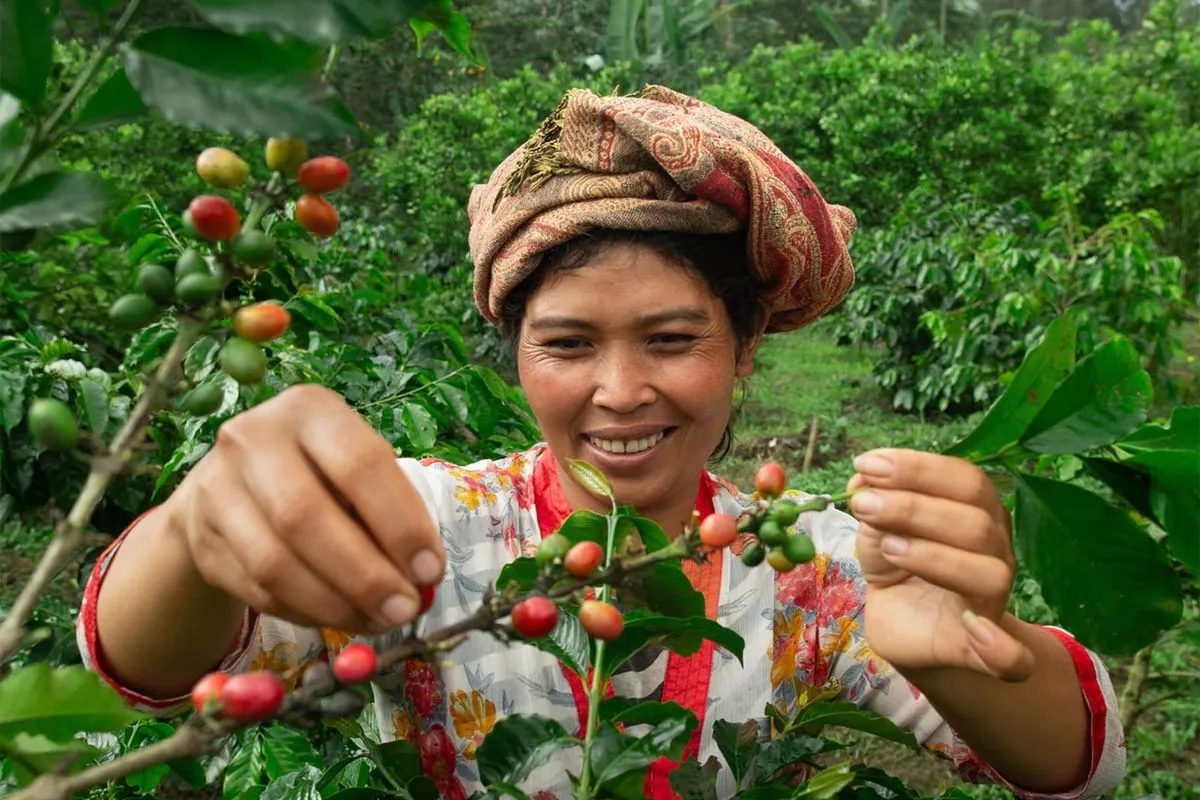 Kebun Kopi Kintamani