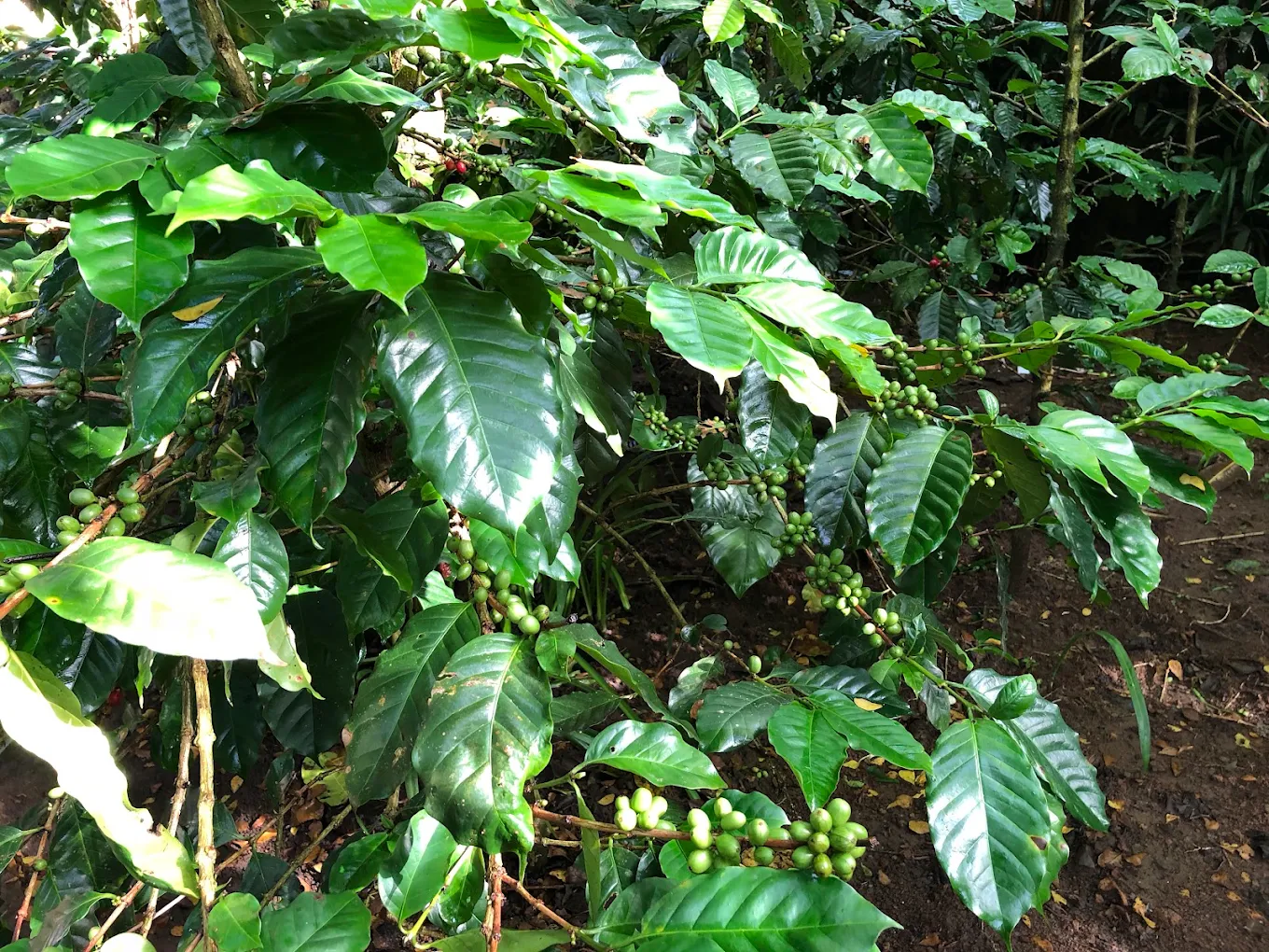Segara Windhu Coffee Plantation
