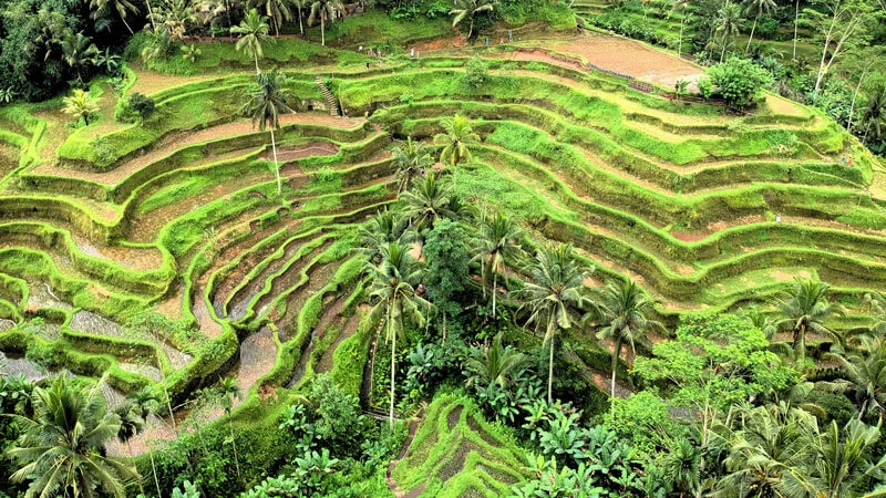 Ubud dan Tegallalang, Jalur Seni Road