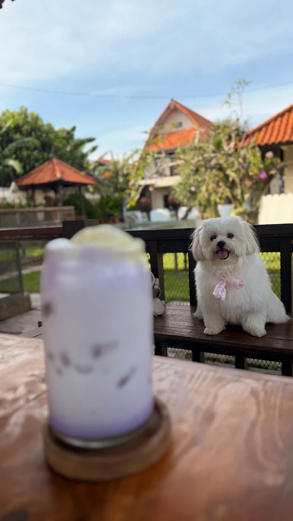 Piccolo Corner & Party Pets Bali